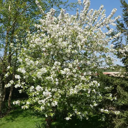 Opale Des Caps * Leubringhen