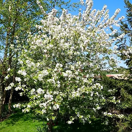 Opale Des Caps Leubringhen